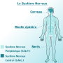 ph014_systeme_nerveux_central_peripherique_du_corps_humain..png