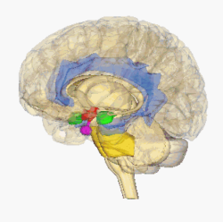 Cerveau 2 Cerveau 2