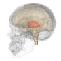 ph053_thalamus.jpg